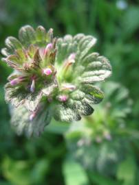 Fotografia da espécie Lamium amplexicaule