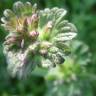 Fotografia 10 da espécie Lamium amplexicaule do Jardim Botânico UTAD