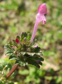 Fotografia da espécie Lamium amplexicaule