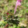 Fotografia 11 da espécie Lamium amplexicaule do Jardim Botânico UTAD