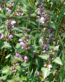 Fotografia da espécie Lamium maculatum