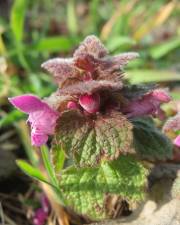 Fotografia da espécie Lamium purpureum