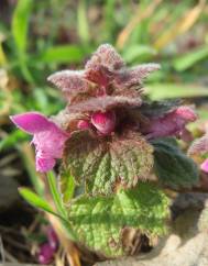 Lamium purpureum