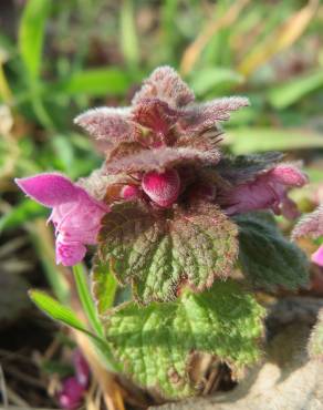 Fotografia 1 da espécie Lamium purpureum no Jardim Botânico UTAD