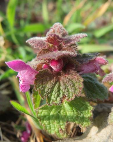 Fotografia de capa Lamium purpureum - do Jardim Botânico