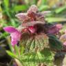 Fotografia 1 da espécie Lamium purpureum do Jardim Botânico UTAD