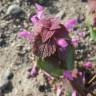Fotografia 5 da espécie Lamium purpureum do Jardim Botânico UTAD
