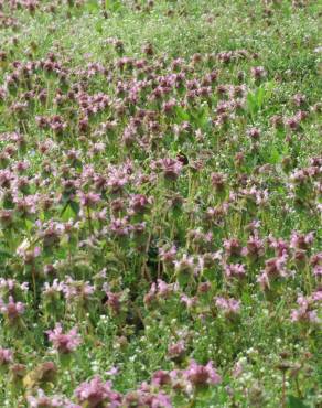 Fotografia 6 da espécie Lamium purpureum no Jardim Botânico UTAD