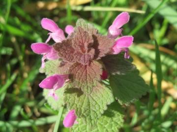 Fotografia da espécie Lamium purpureum