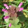 Fotografia 7 da espécie Lamium purpureum do Jardim Botânico UTAD