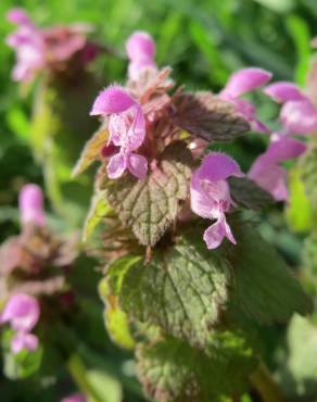 Fotografia 8 da espécie Lamium purpureum no Jardim Botânico UTAD