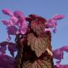 Fotografia 9 da espécie Lamium purpureum do Jardim Botânico UTAD