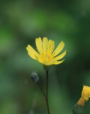 Fotografia 5 da espécie Lapsana communis subesp. communis no Jardim Botânico UTAD