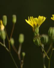 Fotografia da espécie Lapsana communis