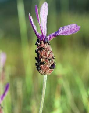 Fotografia 1 da espécie Lavandula pedunculata no Jardim Botânico UTAD