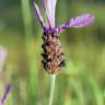 Fotografia 1 da espécie Lavandula pedunculata do Jardim Botânico UTAD