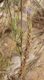 Fotografia da espécie Lavandula multifida