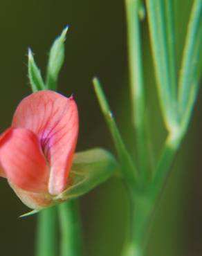 Fotografia 9 da espécie Lathyrus sphaericus no Jardim Botânico UTAD