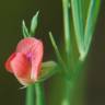 Fotografia 9 da espécie Lathyrus sphaericus do Jardim Botânico UTAD