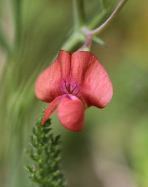 Fotografia 1 da espécie Lathyrus sphaericus no Jardim Botânico UTAD