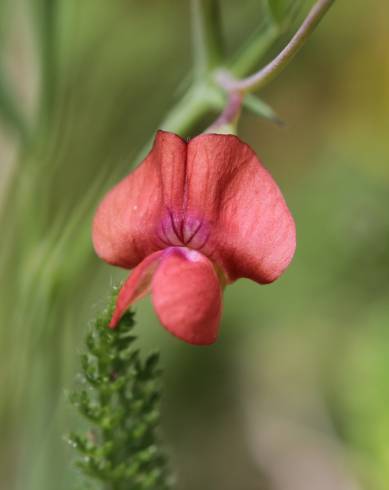 Fotografia de capa Lathyrus sphaericus - do Jardim Botânico