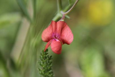 Fotografia da espécie Lathyrus sphaericus