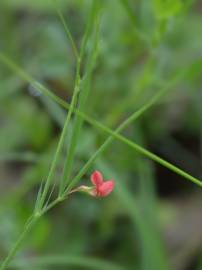 Fotografia da espécie Lathyrus sphaericus