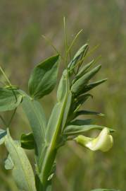 Fotografia da espécie Lathyrus ochrus