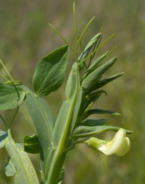 Fotografia 5 da espécie Lathyrus ochrus no Jardim Botânico UTAD