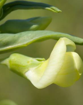 Fotografia 6 da espécie Lathyrus ochrus no Jardim Botânico UTAD