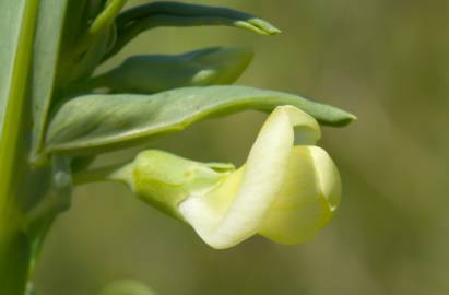 Fotografia da espécie Lathyrus ochrus