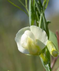 Fotografia da espécie Lathyrus ochrus