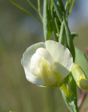 Fotografia 1 da espécie Lathyrus ochrus no Jardim Botânico UTAD