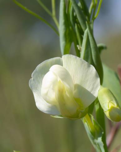 Fotografia de capa Lathyrus ochrus - do Jardim Botânico