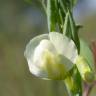 Fotografia 1 da espécie Lathyrus ochrus do Jardim Botânico UTAD