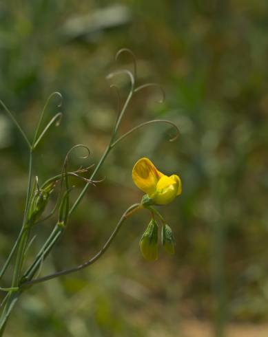 Fotografia de capa Lathyrus annuus - do Jardim Botânico