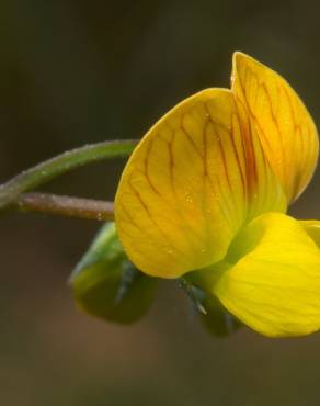 Fotografia 9 da espécie Lathyrus annuus no Jardim Botânico UTAD