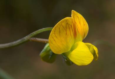 Fotografia da espécie Lathyrus annuus