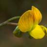 Fotografia 9 da espécie Lathyrus annuus do Jardim Botânico UTAD