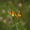 Fotografia 10 da espécie Lathyrus annuus do Jardim Botânico UTAD