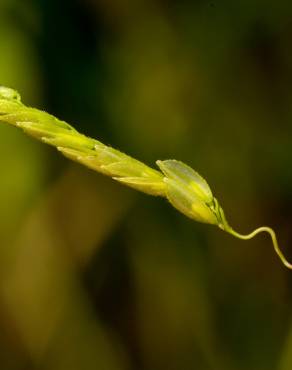 Fotografia 5 da espécie Leersia oryzoides no Jardim Botânico UTAD