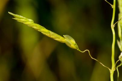 Fotografia da espécie Leersia oryzoides