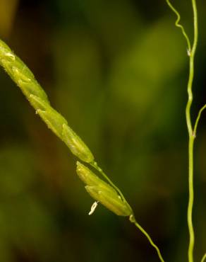 Fotografia 6 da espécie Leersia oryzoides no Jardim Botânico UTAD