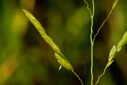 Fotografia da espécie Leersia oryzoides