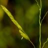 Fotografia 6 da espécie Leersia oryzoides do Jardim Botânico UTAD