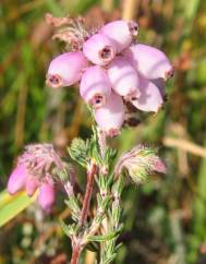 Erica tetralix