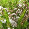 Fotografia 8 da espécie Erica lusitanica do Jardim Botânico UTAD