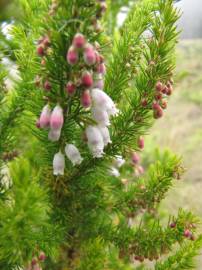 Fotografia da espécie Erica lusitanica