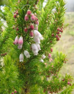 Fotografia 9 da espécie Erica lusitanica no Jardim Botânico UTAD