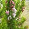 Fotografia 9 da espécie Erica lusitanica do Jardim Botânico UTAD